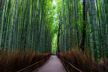 Footpath in the bamboo forest