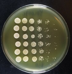 Serial Dilution of Yeast 