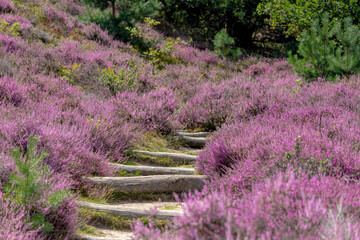 Nature gravel path with wooden stairs, Flowering Calluna vulgaris (heather, ling, or simply heather) Purple flowers on the hilly side field, Posbank, Veluwezoom National Park, Gelderland, Netherlands.