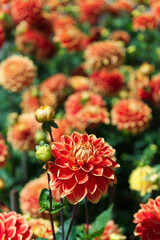 Decorative Dahlias orange-red color Garden