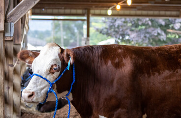 Dairy cow with rope in pen at NJ State country fair in Sussex County