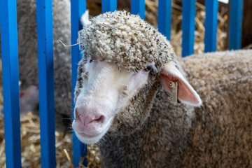 Sheep in pen at country NJ State country fair in Sussex County