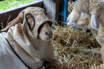 Sheep with hood in pen at country NJ State country fair in Sussex County