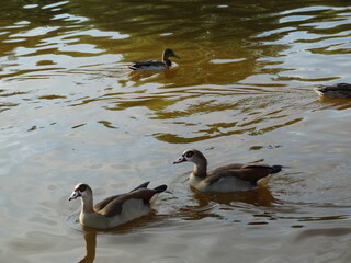 Patos en un estanque 
