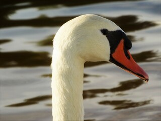 Fototapeta premium Cisne blanco de majestuoso aspecto en el lago