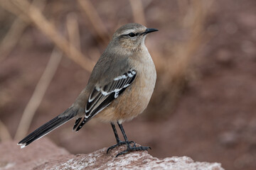 black backed shrike