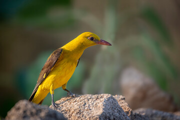 Eurasian Golden Oriole drinking water reflected in the water at sunset