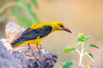 Eurasian Golden Oriole drinking water reflected in the water at sunset