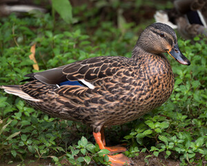 Mallard posing for me as I walk down the greenway