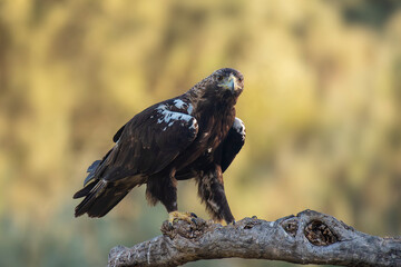 spanish imperial eagle perched on its perch with out of focus background