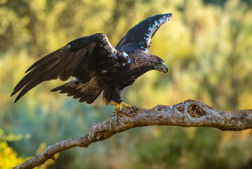spanish imperial eagle perched on its perch with out of focus background