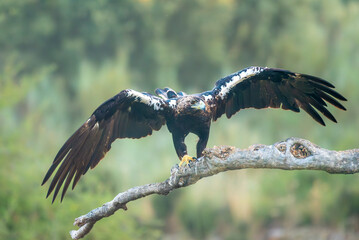 spanish imperial eagle perched on its perch with out of focus background