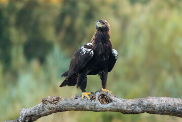 spanish imperial eagle perched on its perch with out of focus background