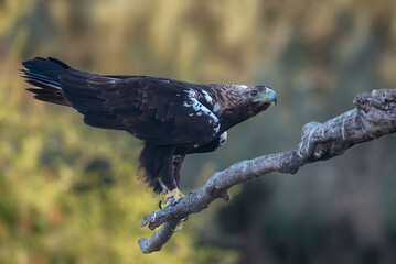 spanish imperial eagle perched on its perch with out of focus background