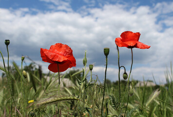 red poppy in the field