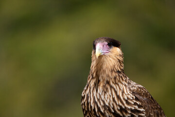Portrait of a juvenile Southern Caracara (Caracara plancus) with a natural green background in Patagonia.