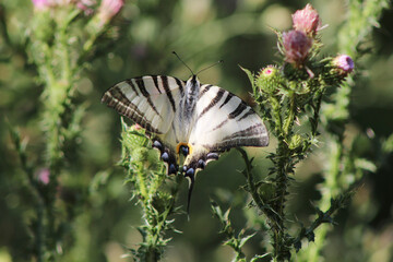 butterfly on flower