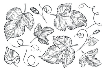 Plant leaves, flowers and tendrils set. Nature concept. Sketch vintage vector illustration - obrazy, fototapety, plakaty