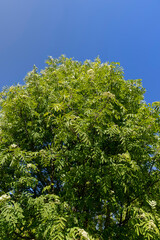 Fototapeta premium a flowering chestnut tree with green foliage in the spring season