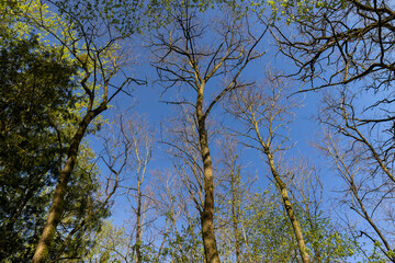 deciduous trees in a mixed forest in the spring season