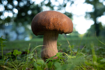 Brown Mushroom in Green Grass