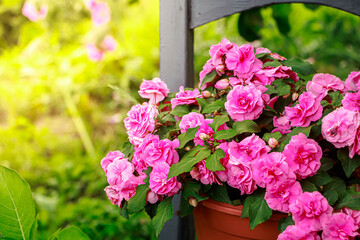Fototapeta na wymiar Pink roses home flower impatiens balsamina.