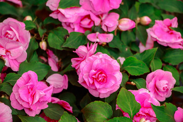 Home flower impatiens balsamina.