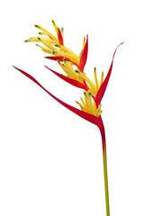 Heliconia isolated on white background. Ornamental flowers, Parrot’s beak(Heliconia psittacorum) also known as parakeet flower, parrot's flower, parrot's plantain, or false bird-of-paradise