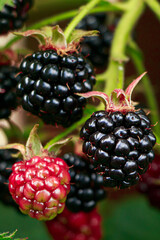 Ripening blackberry on branch