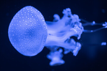 Australian Spotted Jellyfish (Phyllorhiza punctata)