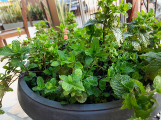 mint plant in a black vase