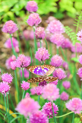 Butterfly in purple onion flowers.insects and flowers wallpaper. Beautiful summer background with flowers and a butterfly. Beautiful nature photo wallpaper.Summer mood.