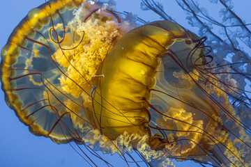 Pacific Sea Nettle (Chrysaora fuscescens)