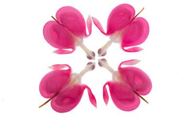 Fototapeta na wymiar 4 pink flower hearts on a white background PNG File