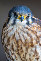 Portrait of a North American Kestrel (Falco sparverius)