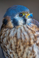Portrait of a North American Kestrel (Falco sparverius)