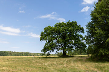 old tall oak with green foliage during drought