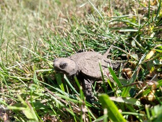 turtle on the grass