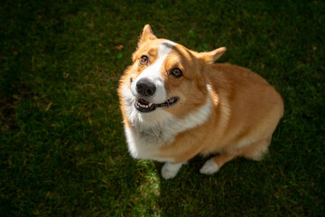 corgi