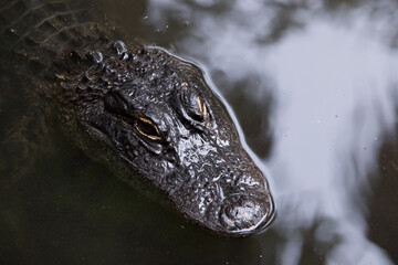 Obraz premium Alligator swimming in a pond