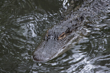 Alligator swimming in a pond