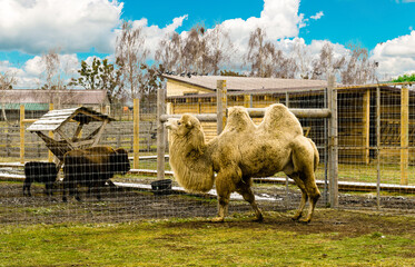 Camel in the courtyard. The camel stands in the barnyard.