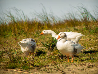 white goose on a grass