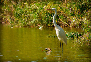 great white heron