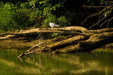 tree in the pond