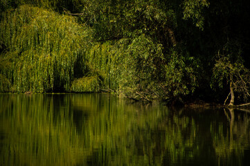 reflections in the water