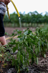 A woman is watering pepper bushes in the garden.