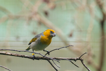Endemic Endangered Native Hawaiian Palila Bird Loxioides bailleui 