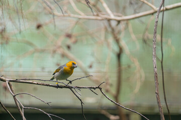 Endemic Endangered Native Hawaiian Palila Bird Loxioides bailleui 