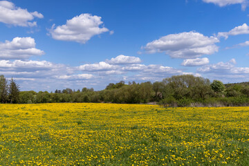 Obraz premium yellow dandelion flowers in the field in spring